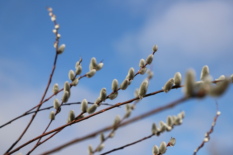 FOTO: No pūpoliem līdz sīpolpuķēm – pirmo pavasara ziedu noslēpumi Salaspilī