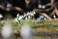 FOTO: No pūpoliem līdz sīpolpuķēm – pirmo pavasara ziedu noslēpumi Salaspilī