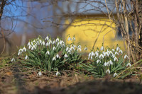 FOTO: No pūpoliem līdz sīpolpuķēm – pirmo pavasara ziedu noslēpumi Salaspilī