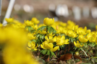 FOTO: No pūpoliem līdz sīpolpuķēm – pirmo pavasara ziedu noslēpumi Salaspilī
