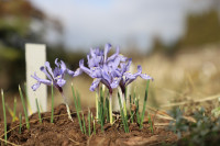 FOTO: No pūpoliem līdz sīpolpuķēm – pirmo pavasara ziedu noslēpumi Salaspilī