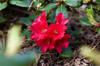 FOTO: Rododendru krāšņums sāk pārņemt Babītes mežu – pilnzieds gaidāms jau drīz