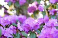 FOTO: Rododendru krāšņums sāk pārņemt Babītes mežu – pilnzieds gaidāms jau drīz