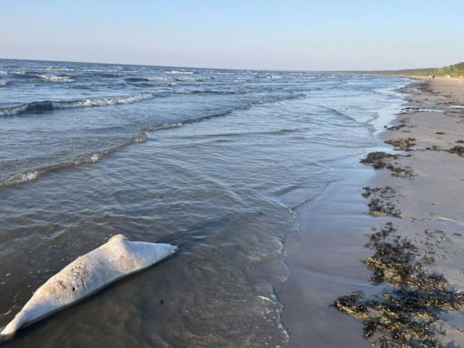 FOTO: Miris roņu mazulis Jūrmalā satrauc iedzīvotājus - vai bojāejā vainojams cilvēks?