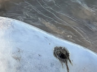 FOTO: Miris roņu mazulis Jūrmalā satrauc iedzīvotājus - vai bojāejā vainojams cilvēks?