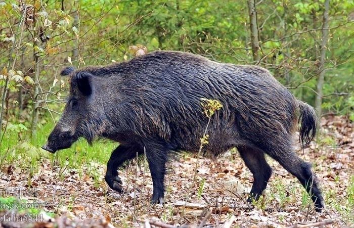 ĀCM tuvojas Pierīgai; Dūklavs aicina pašvaldības aktīvāk iesaistīties mežacūku skaita samazināšanā