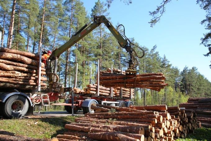 Ādažu novada dome plāno izsolīt kokmateriālu cirsmas tiesības vairākos pašvaldībai piederošos zemes gabalos