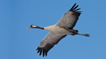 Attēls rakstam: Ādažu novadā priecēs putnu vērošanas pārgājiens