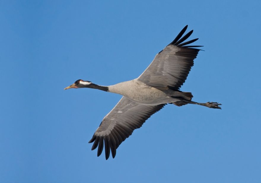 Ādažu novadā priecēs putnu vērošanas pārgājiens