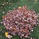 Attēls rakstam: Ādažu novadā sāksies lapu un zāles nodošanas akcija