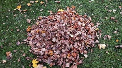 Attēls rakstam: Ādažu novadā sāksies lapu un zāles nodošanas akcija