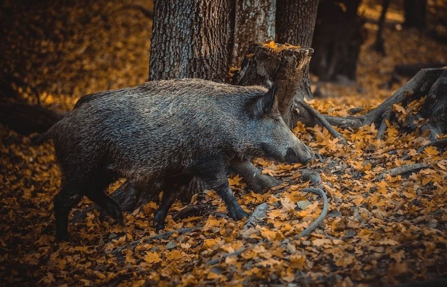 Āfrikas cūku mēris pagājušajā nedēļā konstatēts 17 mežacūkām, arī divām Sējas pagastā un vienai Baldones pagastā