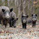 Attēls rakstam: Āfrikas cūku mēris pagājušajā nedēļā konstatēts 20 mežacūkām, arī trim Mārupes novadā