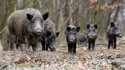 Attēls rakstam: Āfrikas cūku mēris pagājušajā nedēļā konstatēts 20 mežacūkām, arī trim Mārupes novadā