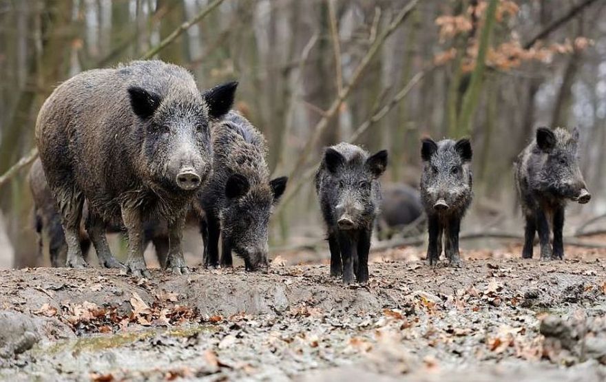 Āfrikas cūku mēris pagājušajā nedēļā konstatēts 20 mežacūkām, arī trim Mārupes novadā