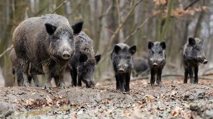 Attēls rakstam: Āfrikas cūku mēris pagājušajā nedēļā konstatēts 22 mežacūkām, arī vienai Mārupes novadā