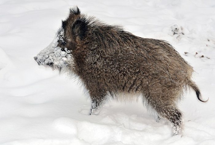 Āfrikas cūku mēris pagājušajā nedēļā konstatēts 28 mežacūkām, arī divām Mārupes novadā