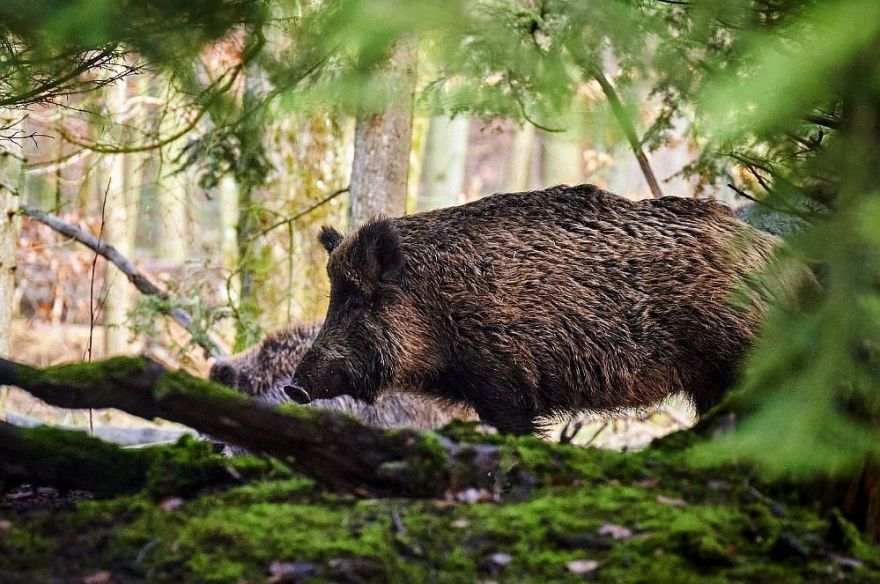 Āfrikas cūku mēris pagājušajā nedēļā konstatēts 35 mežacūkām, arī trim Ķekavas novadā