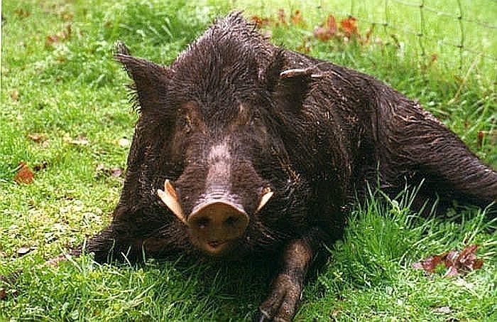 Āfrikas cūku mēris pagājušajā nedēļā konstatēts 41 mežacūkai, arī septiņām Mārupes novadā
