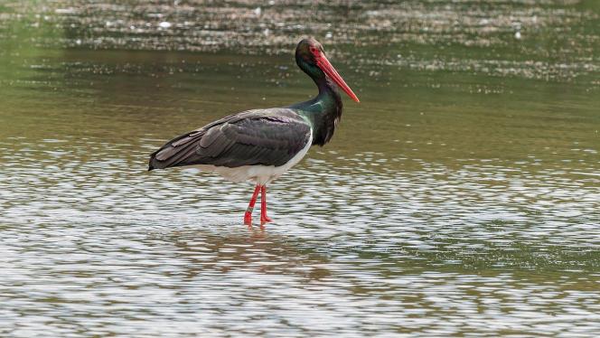 Attēls rakstam: Agrāk nekā citus gadus Latvijā atgriezušies melnie stārķi