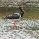 Attēls rakstam: Agrāk nekā citus gadus Latvijā atgriezušies melnie stārķi