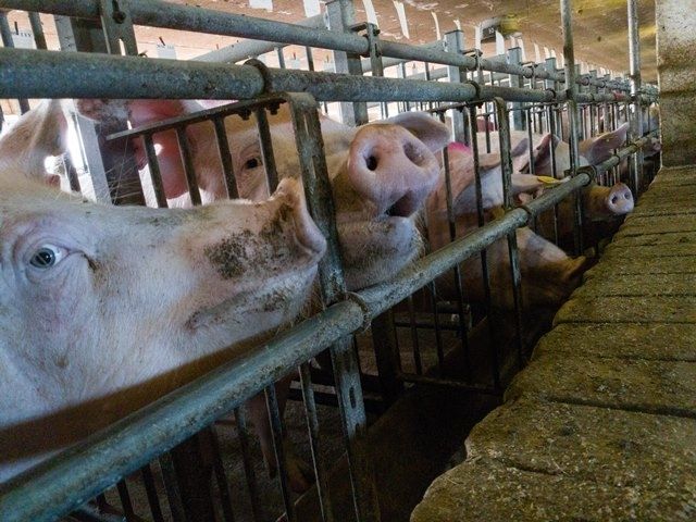 Aizdomas par PVD piesegtām nelikumībām cūku fermā Allažu pagastā