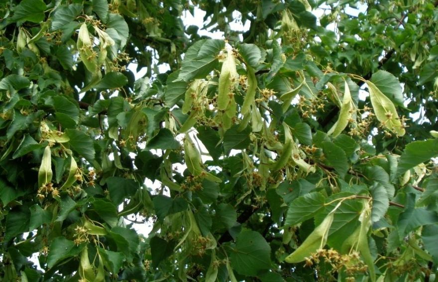 Aptauja: Latvijā populārākie ārstniecības augi ir piparmētras, kumelītes un liepziedi