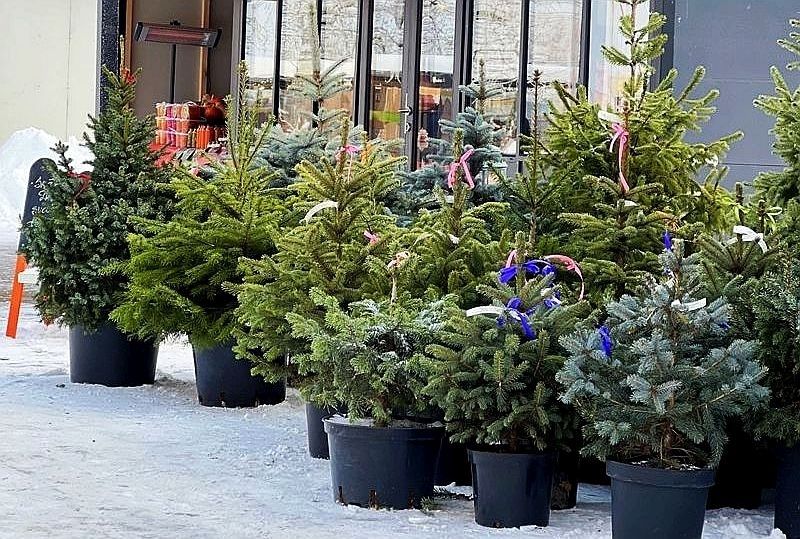 Aptauja: puse Latvijas iedzīvotāju šajos Ziemassvētkos rotās īstu eglīti