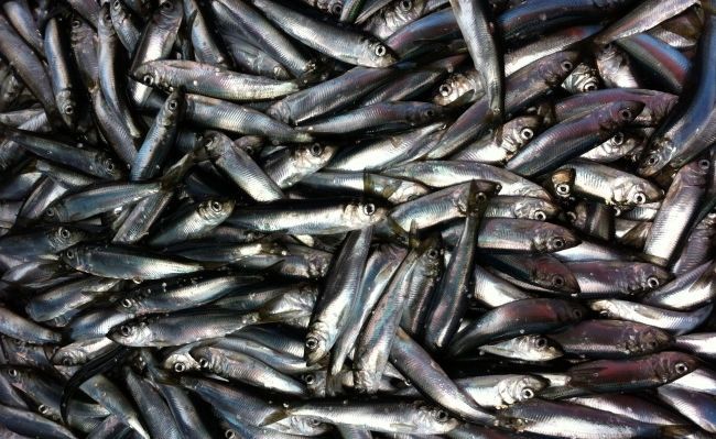 Aptur reņģu zveju Rīgas jūras līča Dienvidu rajona piekrastes ūdeņos