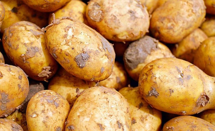 Ar mīlestību pret kartupeļiem gan zinātnē, gan pašu galdā
