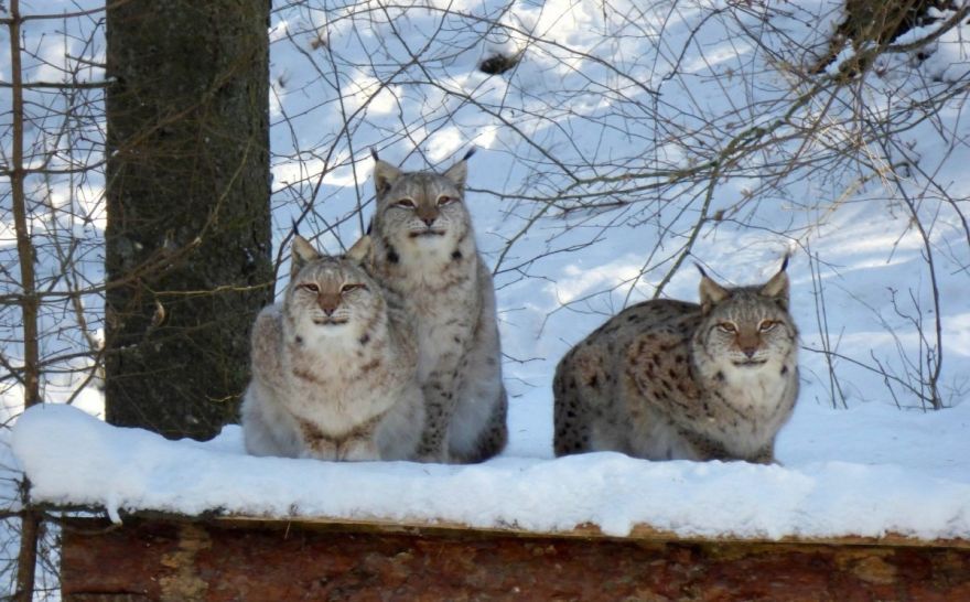Ar stafeti un izstādes atklāšanu svinēs Līgatnes dabas taku 44 gadu jubileju