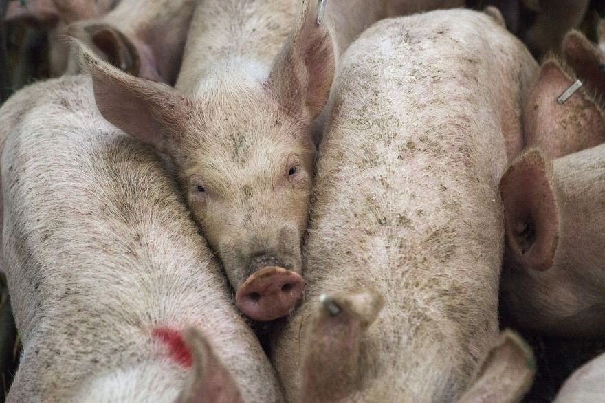 Asociācija: Cūkgaļas cenas Latvijā patlaban ir ārkārtīgi zemas; nozarē valda pesimistisks noskaņojums