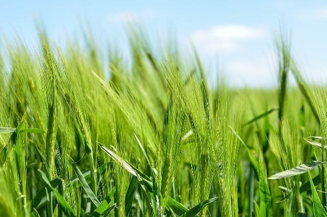 Asociācija: Valdībai jādomā par atbalstu bioloģiskajai lauksaimniecībai nākotnē