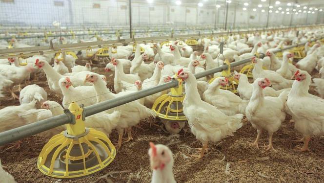 Attēls rakstam: Audzē vistas! "Ķekava Foods" meklē sadarbības partnerus