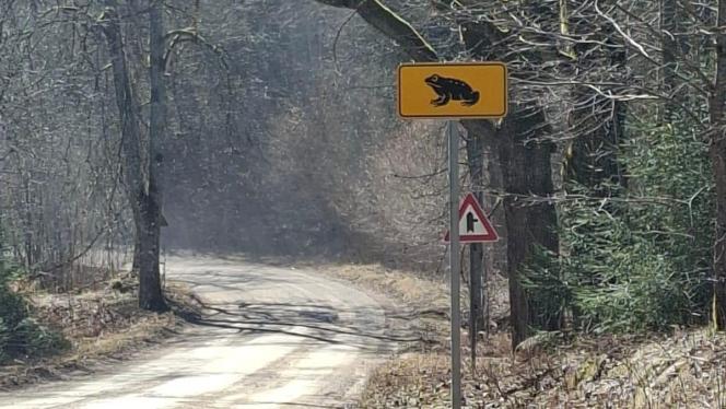 Attēls rakstam: Autovadītājiem jābūt uzmanīgiem: krupju migrācijas vietās Pierīgā un citviet uzstādītas informatīvas zīmes