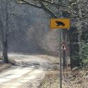 Attēls rakstam: Autovadītājiem jābūt uzmanīgiem: krupju migrācijas vietās Pierīgā un citviet uzstādītas informatīvas zīmes