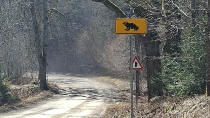 Attēls rakstam: Autovadītājiem jābūt uzmanīgiem: krupju migrācijas vietās Pierīgā un citviet uzstādītas informatīvas zīmes