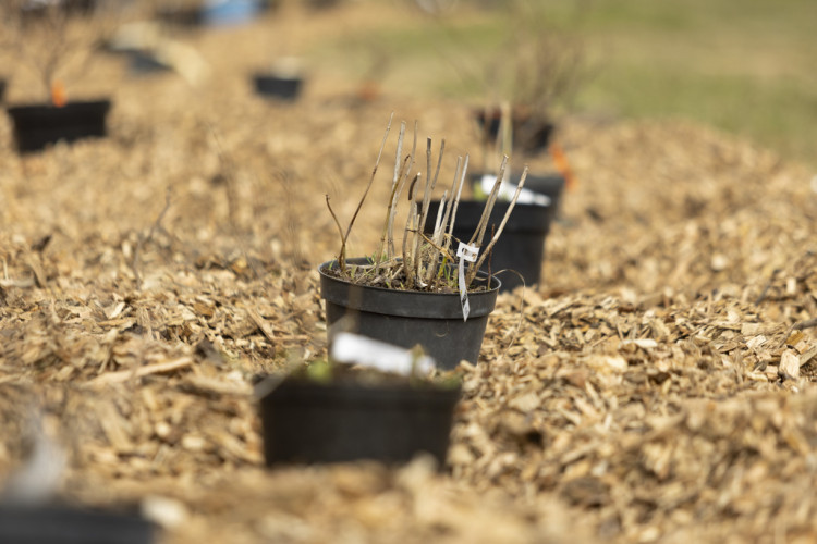Foto: "Roku rokā Latvijai!" Ķekavas novada pašvaldības darbinieki talko Mercendarbes muižas parkā