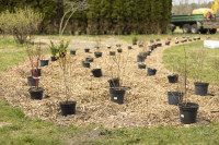 Foto: "Roku rokā Latvijai!" Ķekavas novada pašvaldības darbinieki talko Mercendarbes muižas parkā