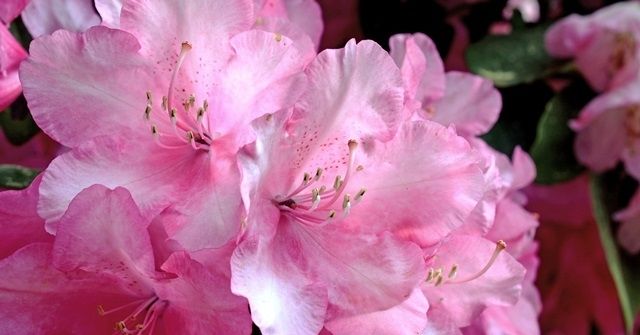 Babītes rododendru dārzs – trakās ziedēšanas nedēļas