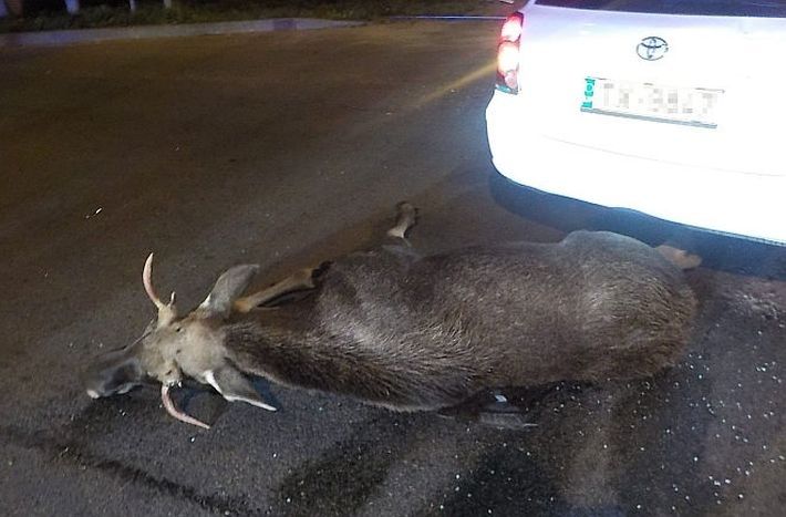 "Balta" šogad autovadītājiem atlīdzībās par sadursmēm ar meža dzīvniekiem izmaksājusi 2,36 miljonus eiro