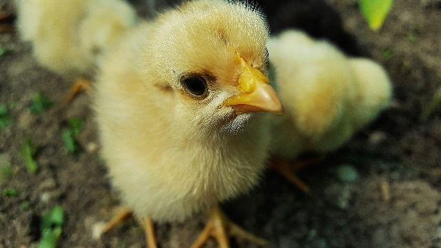 "Balticovo" plāno ieguldīt vienu miljonu eiro kūtī turētu dējējvistu audzēšanā