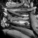 Attēls rakstam: Baltijas lasis nezaudē vērtību starp norvēģu "iekrāsotajiem" (1.daļa)