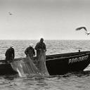 Attēls rakstam: Baltijas lasis nezaudē vērtību starp norvēģu "iekrāsotajiem" (nobeigums)