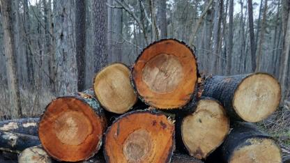 Attēls rakstam: Biežāk izplatītie noziegumi pret dabu ir patvaļīga koku ciršana un bojāšana
