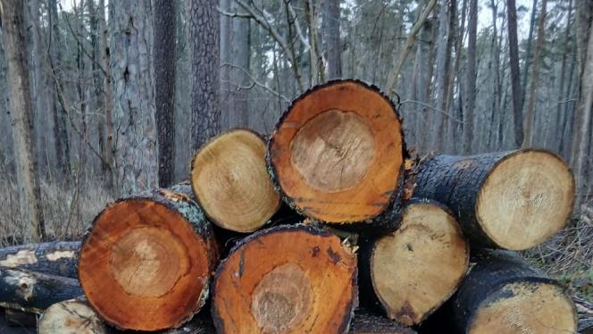 Attēls rakstam: Biežāk izplatītie noziegumi pret dabu ir patvaļīga koku ciršana un bojāšana