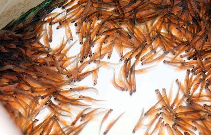 "Bior": Lašu populācija Latvijas upēs joprojām nesasniedz bioloģiski drošus un ilgtspējīgi izmantojamus apmērus