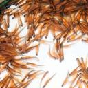 Attēls rakstam: "Bior": Lašu populācija Latvijas upēs joprojām nesasniedz bioloģiski drošus un ilgtspējīgi izmantojamus apmērus