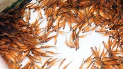 Attēls rakstam: "Bior": Lašu populācija Latvijas upēs joprojām nesasniedz bioloģiski drošus un ilgtspējīgi izmantojamus apmērus