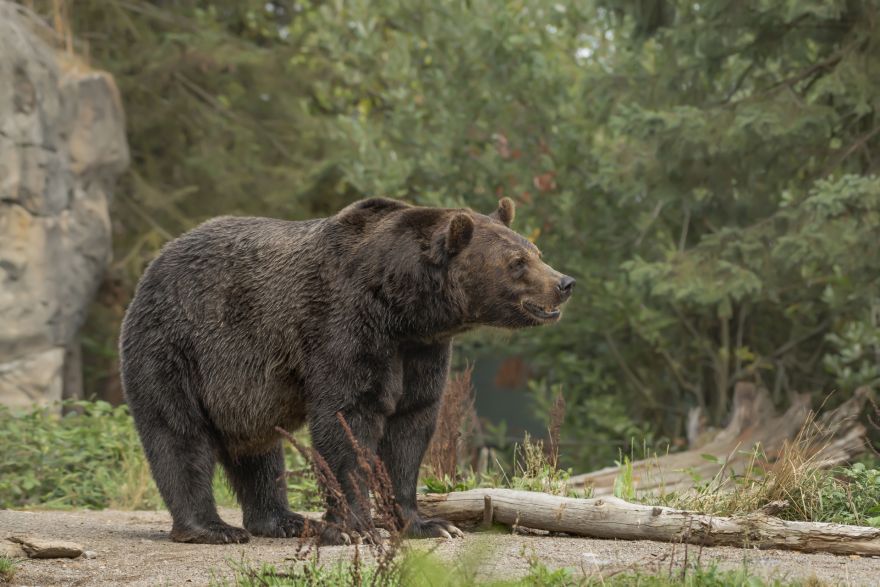 Bīstams ciemiņš Stopiņu pagastā! Saņemta ziņa par manītu lāci